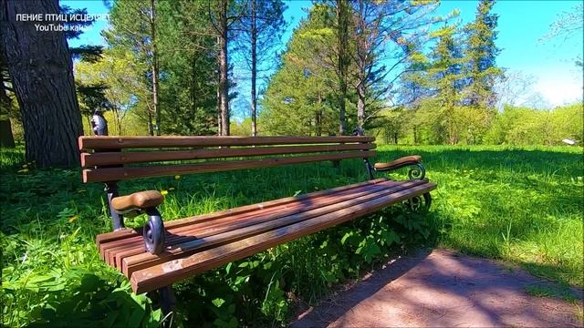 ИВОЛГА И ЗЯБЛИКИ УСПОКОЯТ НЕРВНУЮ СИСТЕМУ.ПЕСНИ ЛЕСНЫХ ПТИЦ ЖИВИТЕЛЬНЫ И ЦЕЛЕБНЫ.УЛУЧШАЕТСЯ СОН. смотреть онлайн