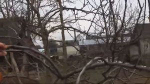 ЖИЗНЬ в ГЛУХОЙ ДЕРЕВНЕ. БЕЛАРУСЬ  ГРУША ОТГИБАНИЕ ВЕТОК и ОБРЕЗКА ,ФОРМИРОВКА КРОНЫ