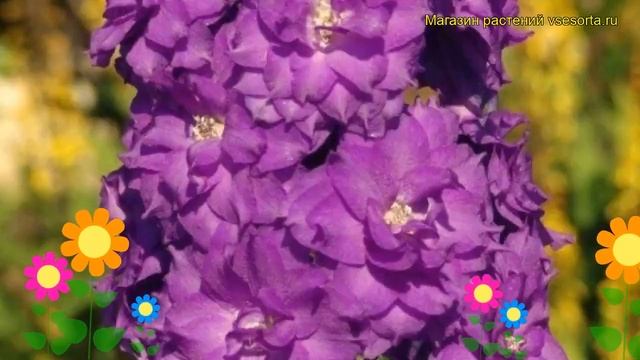 Дельфиниум высокий Дельфис Эмеральд. Краткий обзор, описание delphinium elatum Delphi's Emerald смотреть онлайн