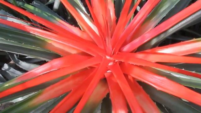 Mystery Plant: Bromelia Balansae #bromeliads смотреть онлайн