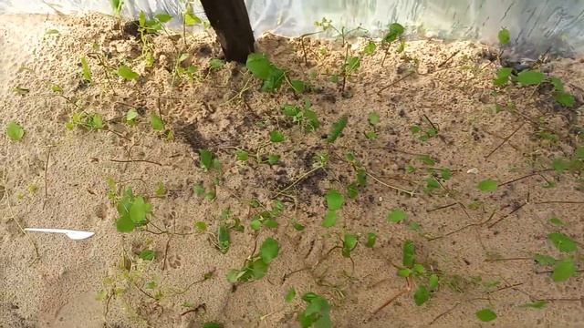 Рассаживаю клематис "Радость" смотреть онлайн