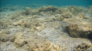 съедобные рыбы Красного моря, рыбы Египта