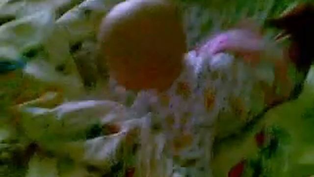 Почеши коленку!.mp4 смотреть онлайн