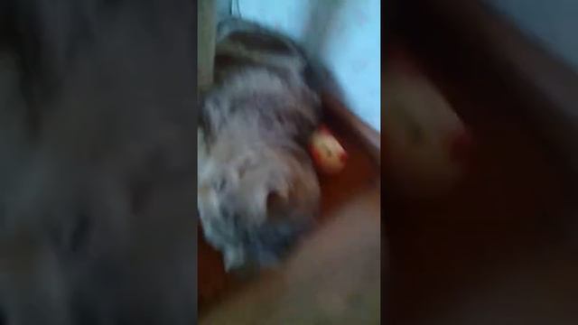 Кошка играет с мышкой смотреть онлайн