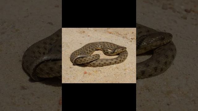 Водяной уж – неядовитая змея смотреть онлайн