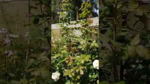 Сад Ирина. Роза плетистая белая ароматная здоровая Подмосковье. Uetersener Klosterrose.