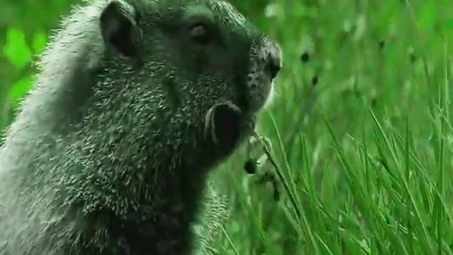 Га-га-га смотреть онлайн