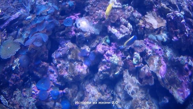 Сказав, что гостинцы бабули нам не нужны, мама заставила меня выбросить их. смотреть онлайн