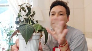 Филодендрон Миканс