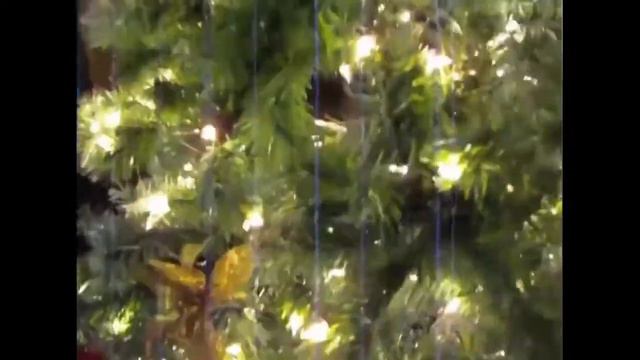 смешные видео с животными #2 засмеялся подписка улыбнулся лайк смотреть онлайн
