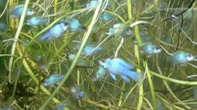 Apistogramma ramirezi Electric blue смотреть онлайн