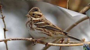 Голоса птиц: овсянка-ремез