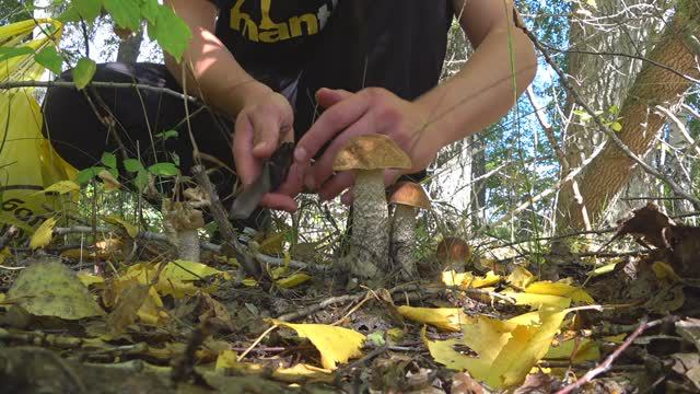 ГРИБАЛКА - поймали рыбу и собрали грибы #рыбалка #грибы #отдыхнаприроде #природа #улов #грибнаяохота