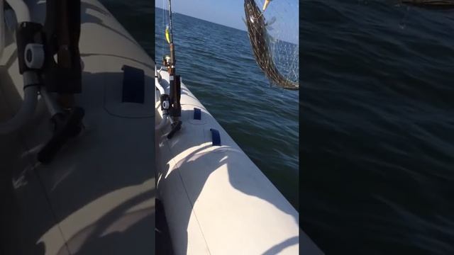 Судак на Балтийском море смотреть онлайн