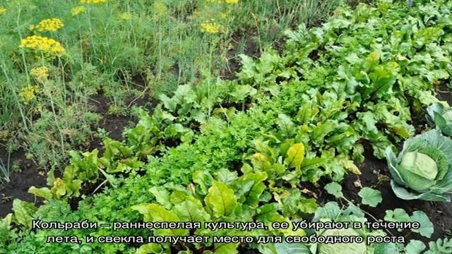 Что сажать после свеклы на следующий год: каких ошибок избегать в севообороте, чтобы не навредить . смотреть онлайн