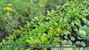 Что сажать после свеклы на следующий год: каких ошибок избегать в севообороте, чтобы не навредить .