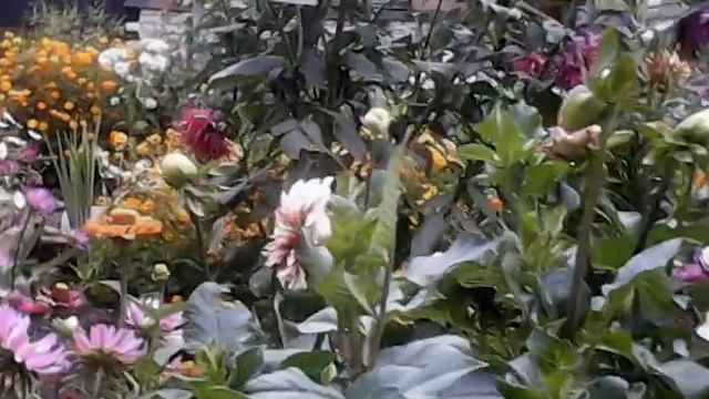 Бабушкины цветы смотреть онлайн