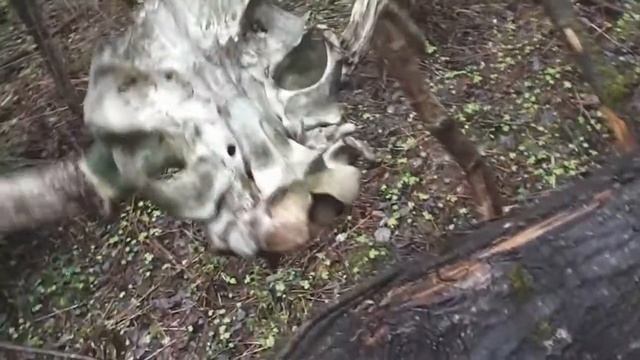 Нашёл рога лося смотреть онлайн