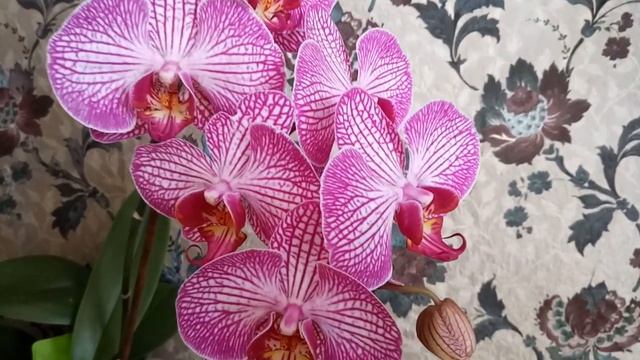 Орхидея Phal.Happy Minho . Домашнее цветение .