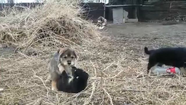 Тобет смотреть онлайн