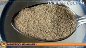 Благодаря этой Супер подкормке ваша Рассада Томатов будет Крепкая и толстенькая Дачные секрет