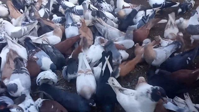 разные породы голубей смотреть онлайн