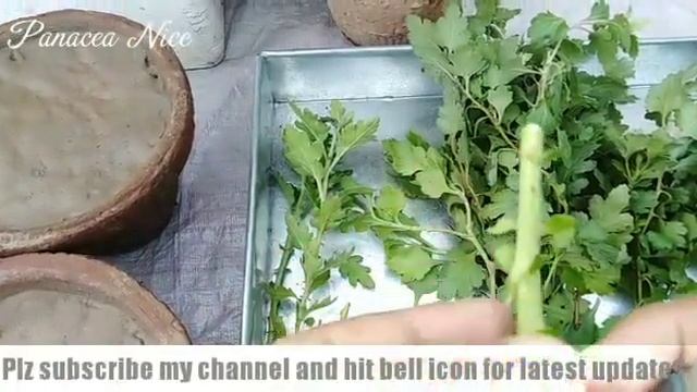 How to grow chrysanthemum, purple heart and spider plant from cuttings смотреть онлайн