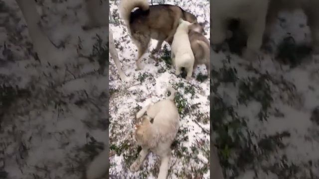 Мама волкособ и щенки #волкособ #puppy #щенки #алабайхаски смотреть онлайн