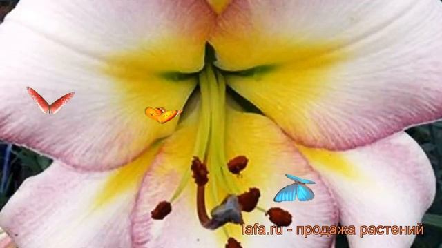 Лилия от-гибрид Бейджинг Мун ? обзор: как сажать, луковицы лилии Бейджинг Мун смотреть онлайн