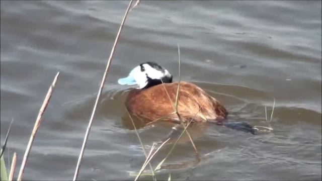 Савка - Oxyura leucocephala смотреть онлайн