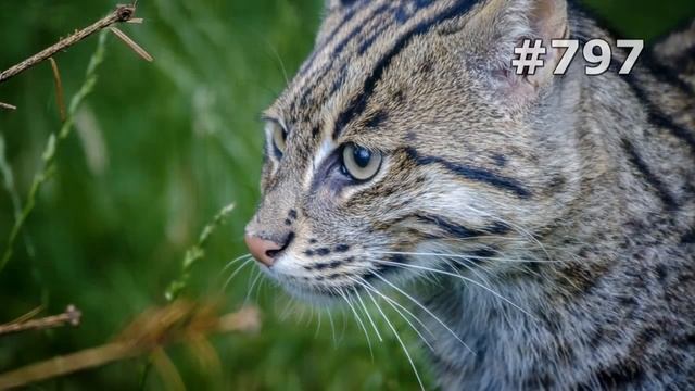 #797. Дикие кошки (В мире животных) смотреть онлайн