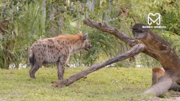 HIENA CAMINHA DIRETAMENTE PARA A MORTE