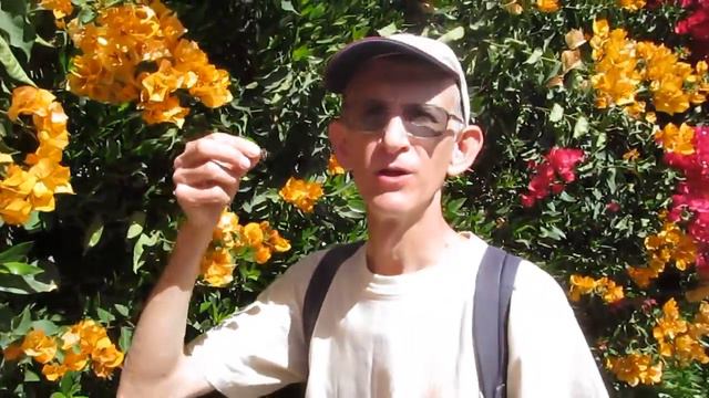 Дикие Пчелы на Азалиях в Хургаде в Египте, Хургаде смотреть онлайн