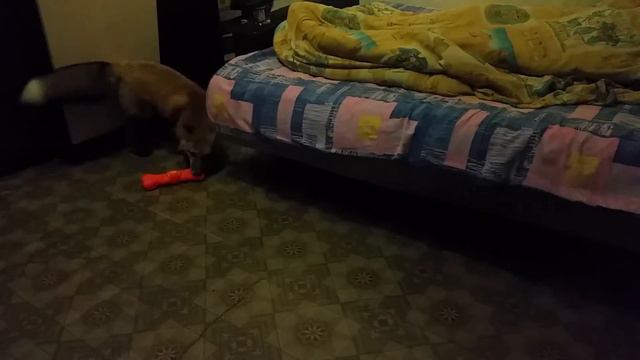 Любимая игрушка Киры смотреть онлайн