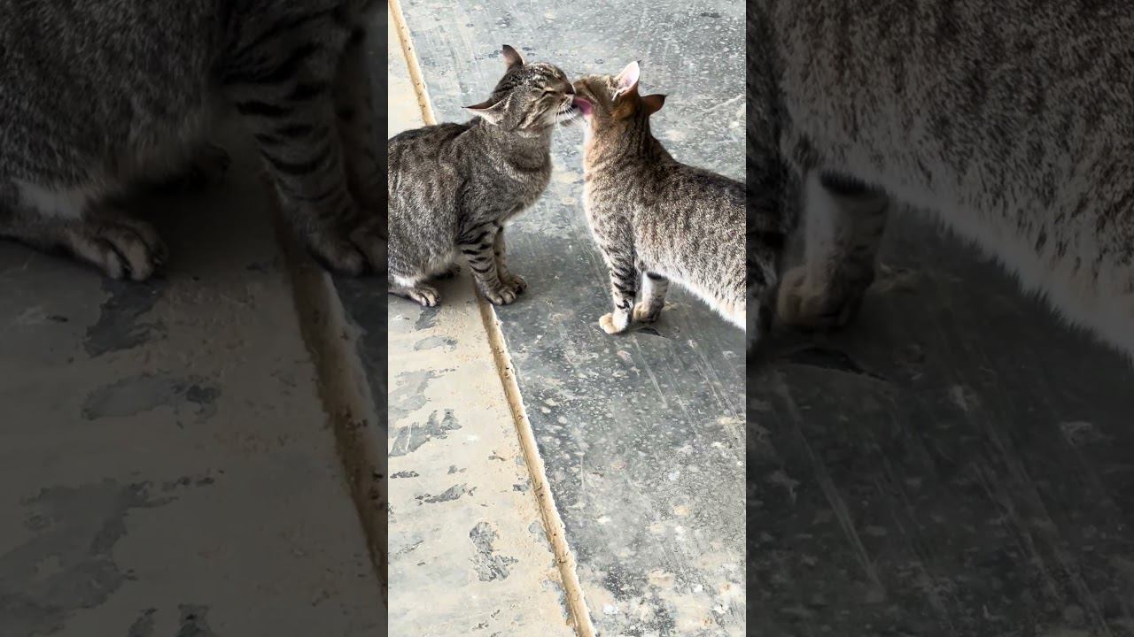 Cat #shorts wash смотреть онлайн