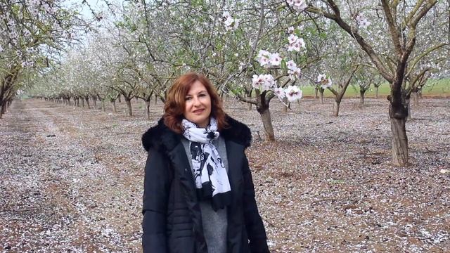 Цветение миндаля (פריחת שקדיות) смотреть онлайн