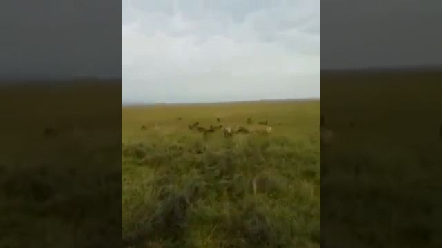 На львицу напали стая гиен.Вот в чём заключается взаимовыручка смотреть онлайн