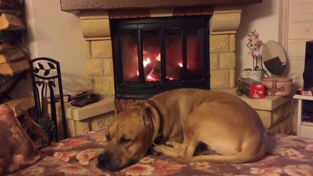 Jotul I18 and dog смотреть онлайн