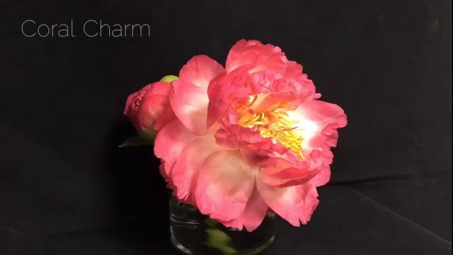 Coral Charm Peony Time-Lapse смотреть онлайн