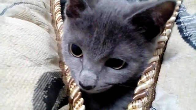 прыгает на меня и мурлычит смотреть онлайн