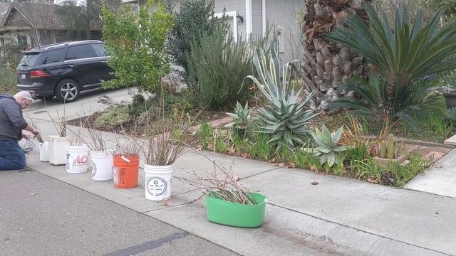 Таким образом у нас в США происходит обмен черенками растений. смотреть онлайн