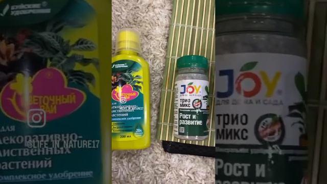 Личи, который станет бонсаем🌱#бонсай #дерево #палюдариум #аквариум #террариум #растения смотреть онлайн