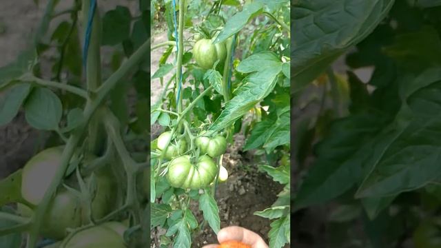 Томат Каскад лава смотреть онлайн