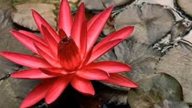 Dejan Petković - Unikat смотреть онлайн