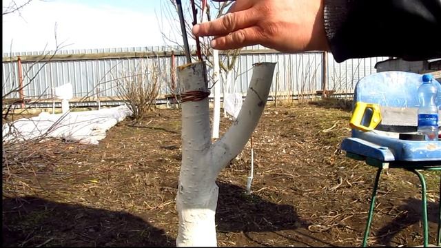 щеплення персика на сливі смотреть онлайн