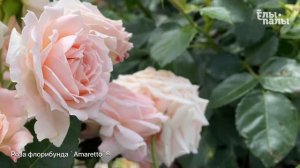 Роза флорибунда `Амаретто`Rosa (F) `Amaretto`®