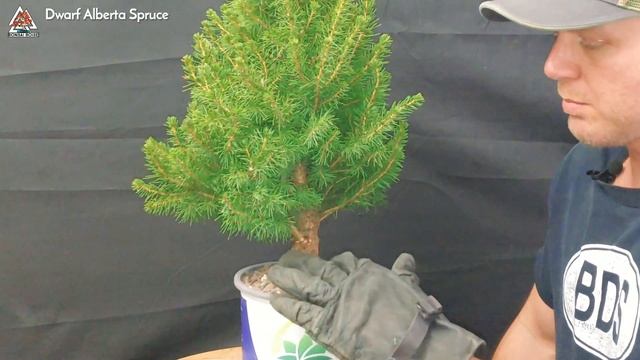 Dwarf Alberta Spruce - (pre-bonsai) смотреть онлайн