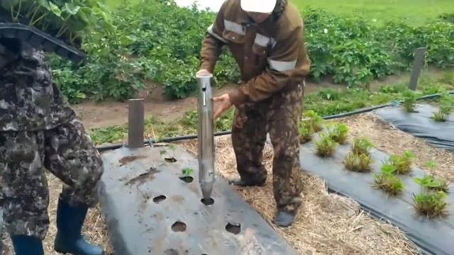 Рассада и Свежая ягода смотреть онлайн