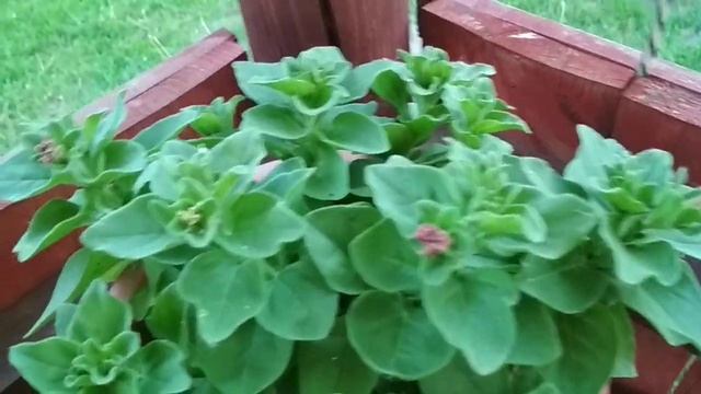 Второй Год Выращиваю Петунию Из Своих Семян и Вот к Какому Выводу Пришла смотреть онлайн