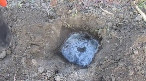 Ежевика Карака Блэк: как посадить